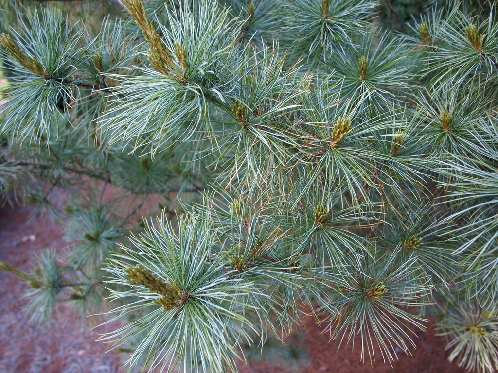 Bergman Japanese White Pine