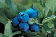 Berkeley Highbush Blueberry