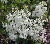 Betsy Ross Lilac