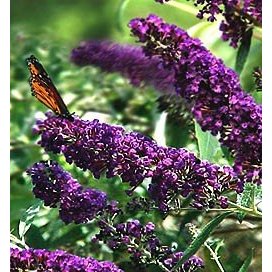 Black Knight Butterfly Bush