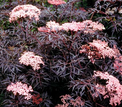 Black Lace   Elderberry