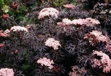 Black Lace   Elderberry