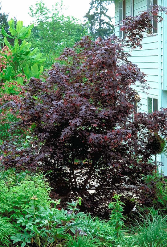 Bloodgood Japanese Maple