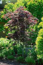 Bloodgood Japanese Maple