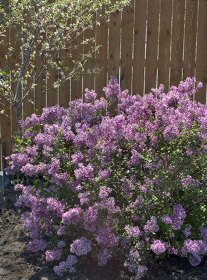 Bloomerang Lilac