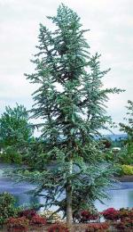 Blue Atlas Cedar