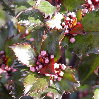 Blue Baron Holly