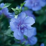 Blue Chiffon Rose of Sharon