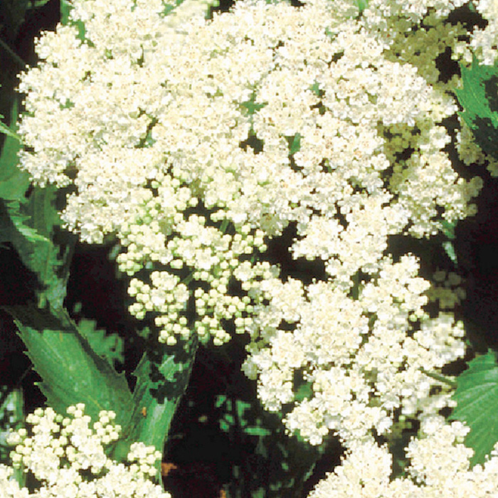 Blue Muffin Arrowwood Viburnum