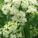 Blue Muffin Arrowwood Viburnum