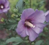 Blue Satin Rose of Sharon