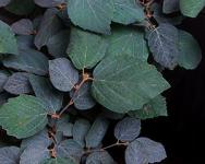 Blue Shadow Fothergilla