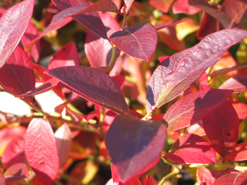 Blueray Highbush Blueberry