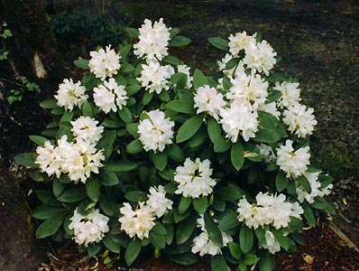 Boule de Neige Rhododendron