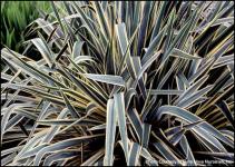 Bright Edge Yucca