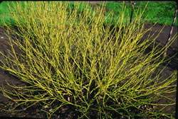 Buds Yellow Tatarian Dogwood