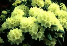 Capistrano Rhododendron