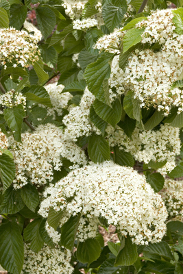 Cardinal Candy Viburnum