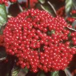 Cardinal Candy Viburnum