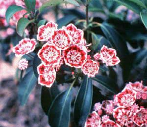 Carousel Mountain Laurel