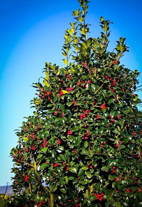 Castle Spire Holly