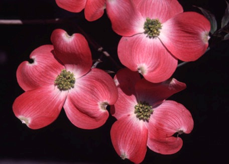 cherokee brave dogwood winter cherokee brave dogwood winter