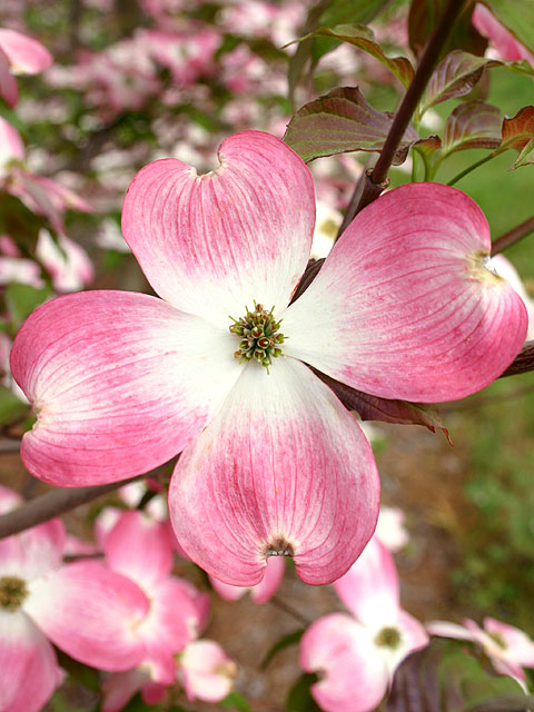 cherokee brave dogwood planting