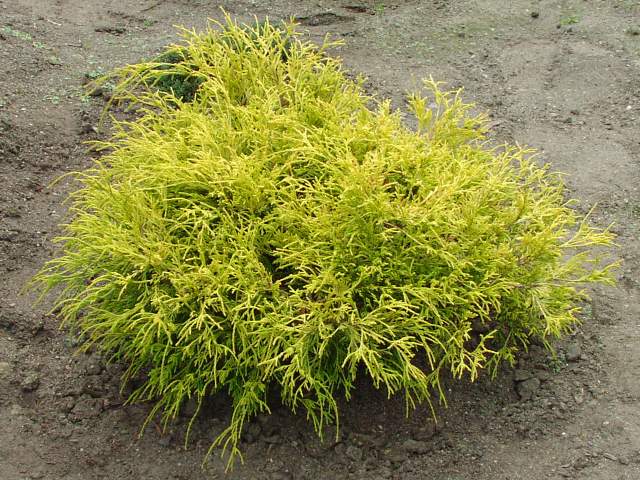 Golden Mops Cypress Gold Mop Cypress