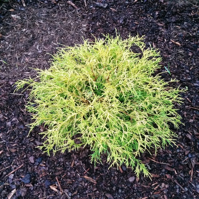 Kings Gold Gold Mop Cypress Gold Mop Cypress