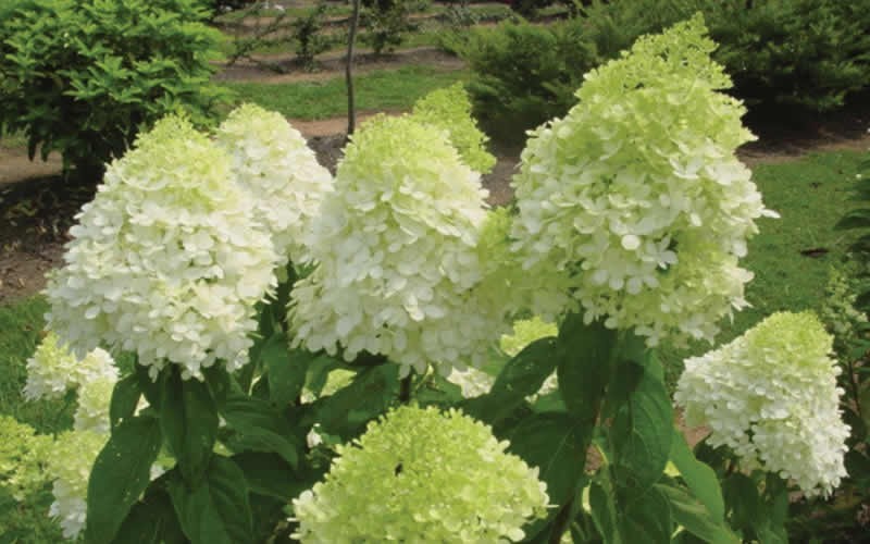 Hydrangea paniculata 'Zwijnenburg'