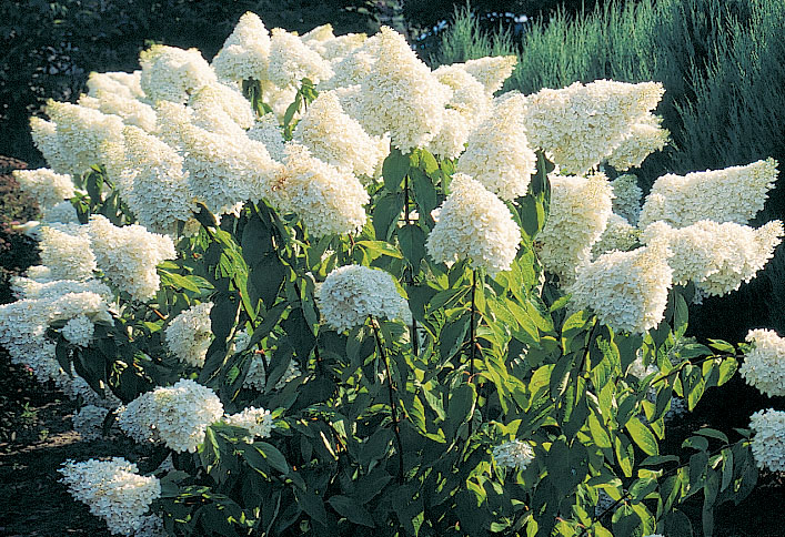 Hydrangea paniculata 'Grandiflora'