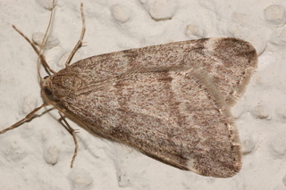 Fall Cankerworm Moth