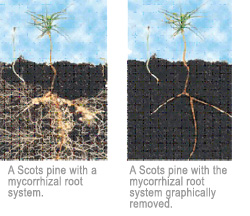 Mycorrhizal Fungi Before and After