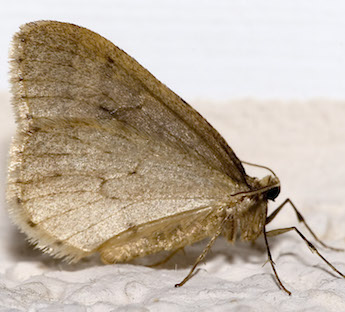 Winter Moth