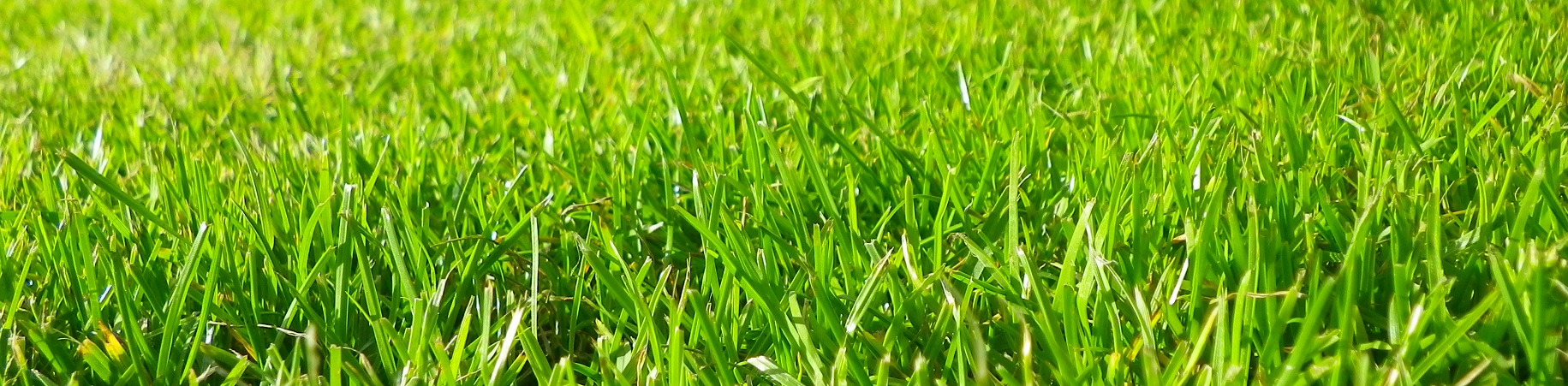 Moss in your Lawn? How to Prevent & Cure - Northeast Nursery