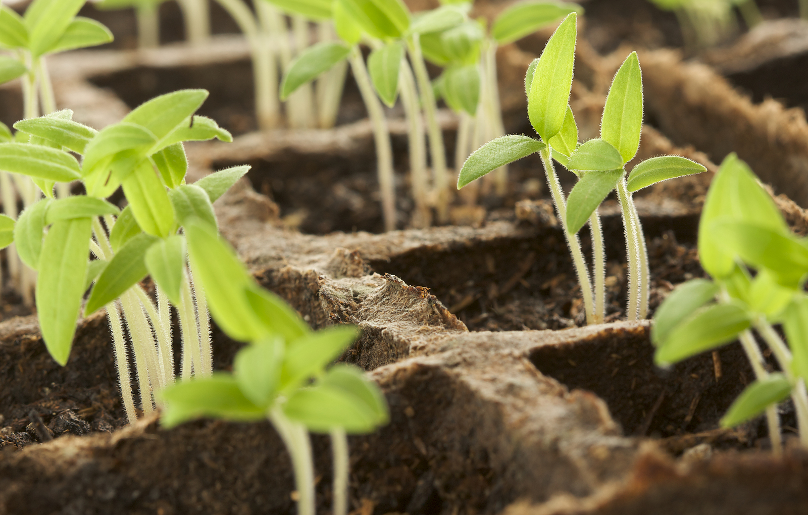 Всходит рассада помидор что делать дальше. Seedling «рассада». Фитофтороз сеянцев рассады. Росток рассада томатов. Всходы овощных культур.