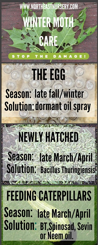 Winter Moth Care Solutions