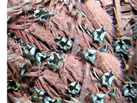 Identifying Artillery Fungus in the Mulch Pile | Northeast Nursery