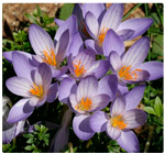 Autumn Crocus Poisonous Plant