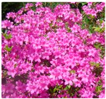 Azalea Poisonous Plant