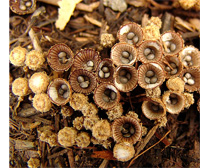 Identifying Birds Nest Fungi in the Mulch Pile | Northeast Nursery