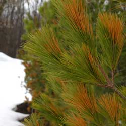 Winter Desiccation Prevention for Trees & Shrubs