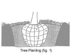 How to Plant a Tree