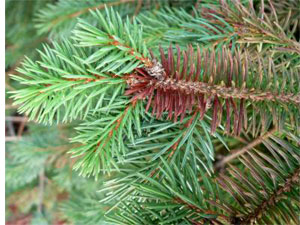 Needle Casting of Evergreens