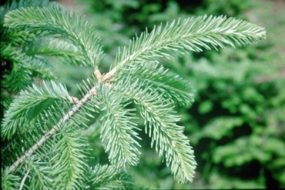 Planting Your Living Christmas Tree