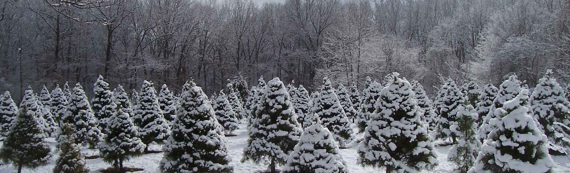 Planting Your Living Christmas Tree