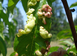 Strategies for Identifying and Controlling Peach Leaf Curl 