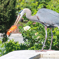 Protect your Pond from Blue Herons