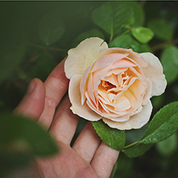 Late Summer Rose and Perennial Tips