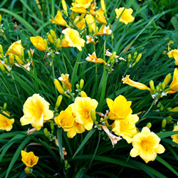 Plant How to Guide: Daylily Care